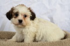 Odstrann ttek Shih Tzu