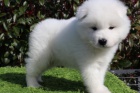 Samoyed tata pro adopci