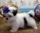 Shih Tzu tata s PP.