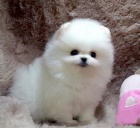 Pomeranian �t��ata Na prodej
