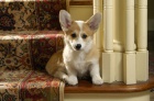 tata Pembroke Welsh Corgi