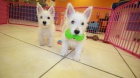 West Highland teriér Westie štěňata