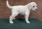 Miniaturn F1 Goldendoodle tata