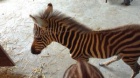 Zebra klisna na prodej