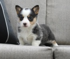 tata Welsh Corgi (Pembroke) potebuj nov domovy