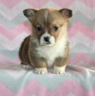 Welsh Corgi (Pembroke) ttka jsou pipraveni jt