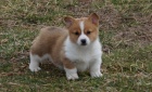 Zdrav Pembroke velsk Corgi tn