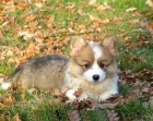 welsh corgi pembroke