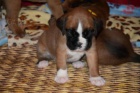 N�meck� boxer na prodej bez PP