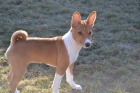 Basenji ttko - fenka s PP