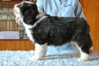 Bearded collie