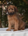 tata briard k odbru s PP