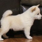 .Shiba-Inu štěňata s pp na prodej