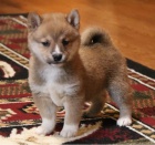 Shiba-Inu štěňata s pp na prodej