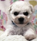 Bionek - Bichon - Fris