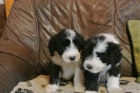 Bearded collie