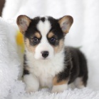 tata Pembroke Welsh Corgi