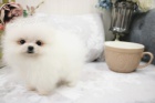 Pomeranian �t��ata.