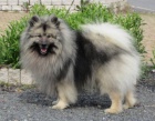 Nmeck pic vl / Keeshond