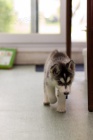 3 měsíce staré sibiřské husky štěňátka