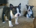 ttka Boston Terrier tata na prodej
