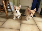 Pembroke Welsh Corgi Puppy na prodej