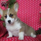 Welsh corgi Pembroke tata pro pijet