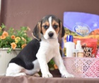 Ptelsk beagle tata