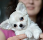 Mini čivava