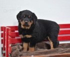 hezk rottweiler tata