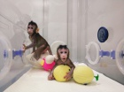 Prodm Kapucnsk opice