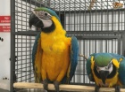 Ara Ararauna papouci prodej