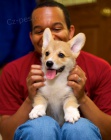 Pembroke welsh corgi tata