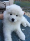 Samoyed tata