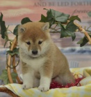 Roztomil tn Shiba Inu