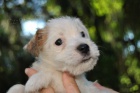 Parson russel terrier - tata s PP