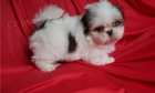  Shih tzu tata jsou pipravena k vnocm s PP .