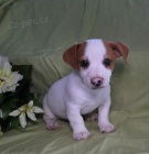 Aimer Jack Russell Terrier Chiots