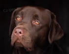 Labrador retriever tata s PP