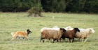 Belgick ovk dlouhosrst - Tervueren
