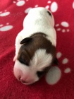 Jack Russell terir s PP