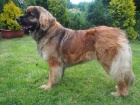 Leonberger tata s PP