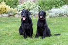 Flat coated retriever s PP