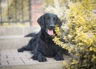 Flat coated retriever s PP