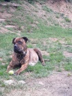 Americk bandog - tata