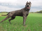 Americk bandog - tata