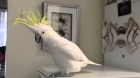 Prodat Detnk kakadu papouci  