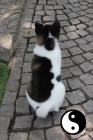 Štěně Americké akity