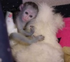 Samec a Samicka Kapucnsk opice pro prodej   