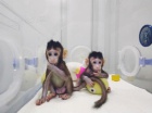Kapucnsk opice pro prodej   